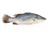 LACTOSEAFOOD® Barramundi (Seabass) Whole 金目鲈 500-599g/pc