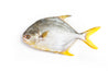 LACTOSEAFOOD® Golden Pomfret 金鲳魚 400-499g/pc